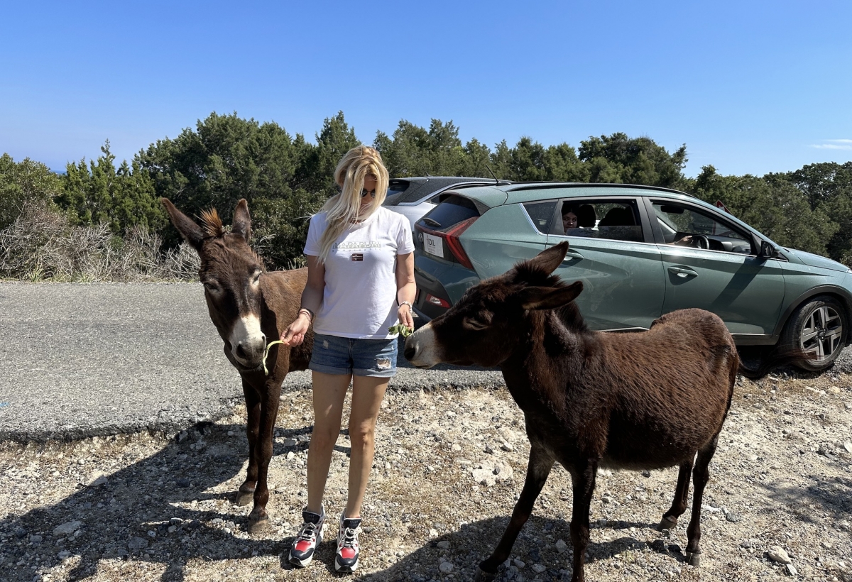 Friendly donkeys have become the centre of attraction for tourists.